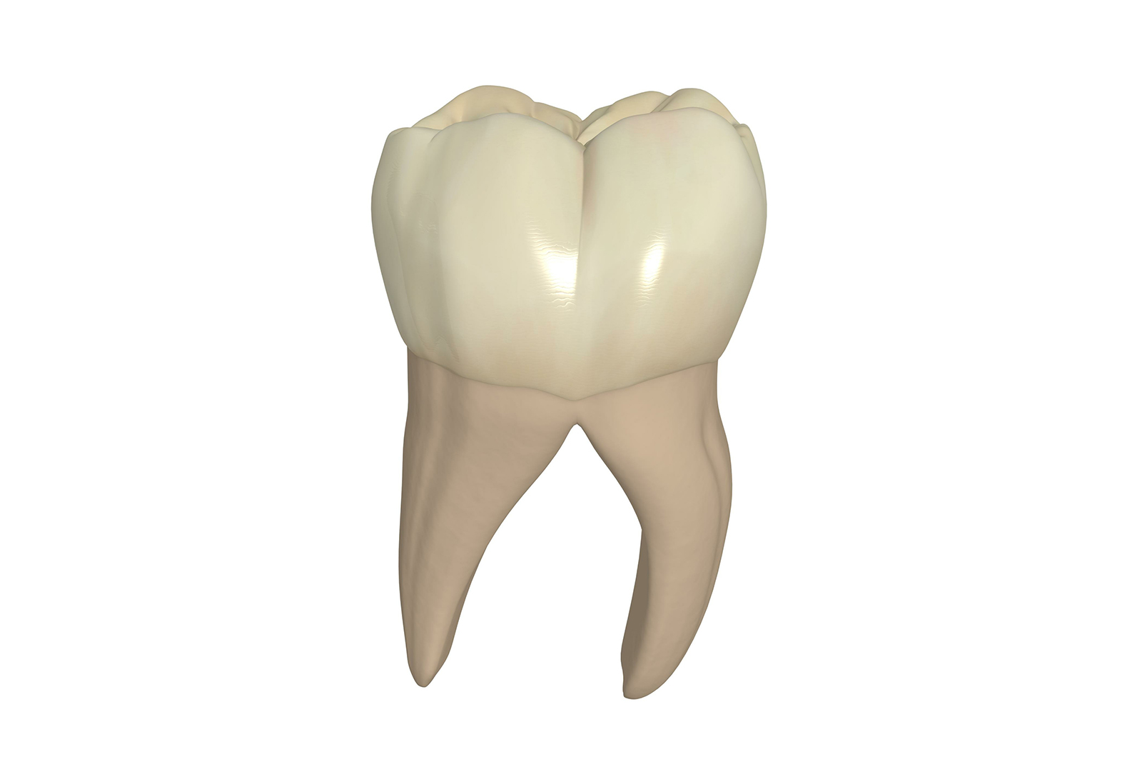 歯周病が進行すると、歯の根の分かれ目に汚れが付くことがあります